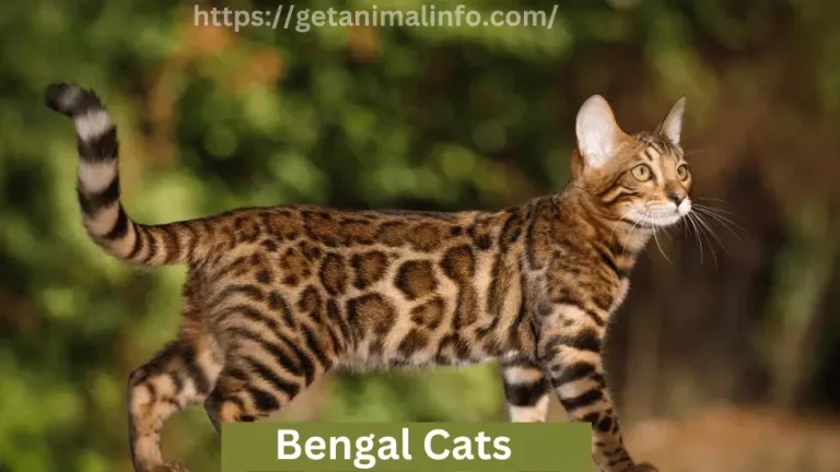 Bengal Cats: Cute and Wild at Home