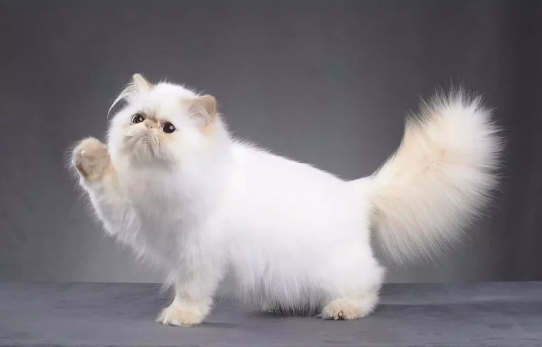 A Journey into the World of Graceful Persian Cats