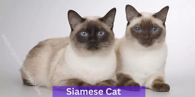 Understanding the Siamese Cat: A Beginner’s Guide”