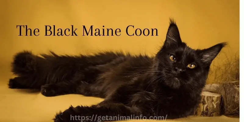 Black Maine Coon