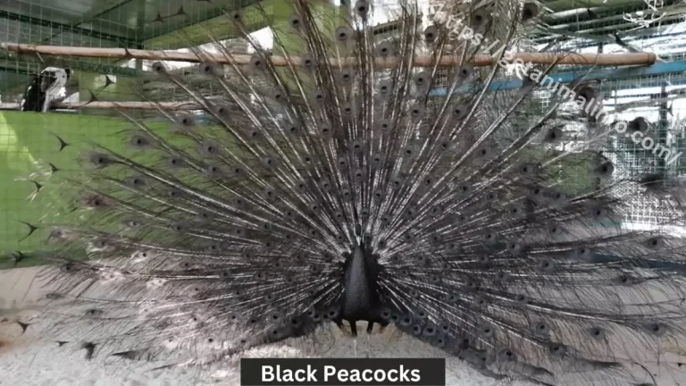 Black Peacocks or Peafowls, Facts and Habitat 