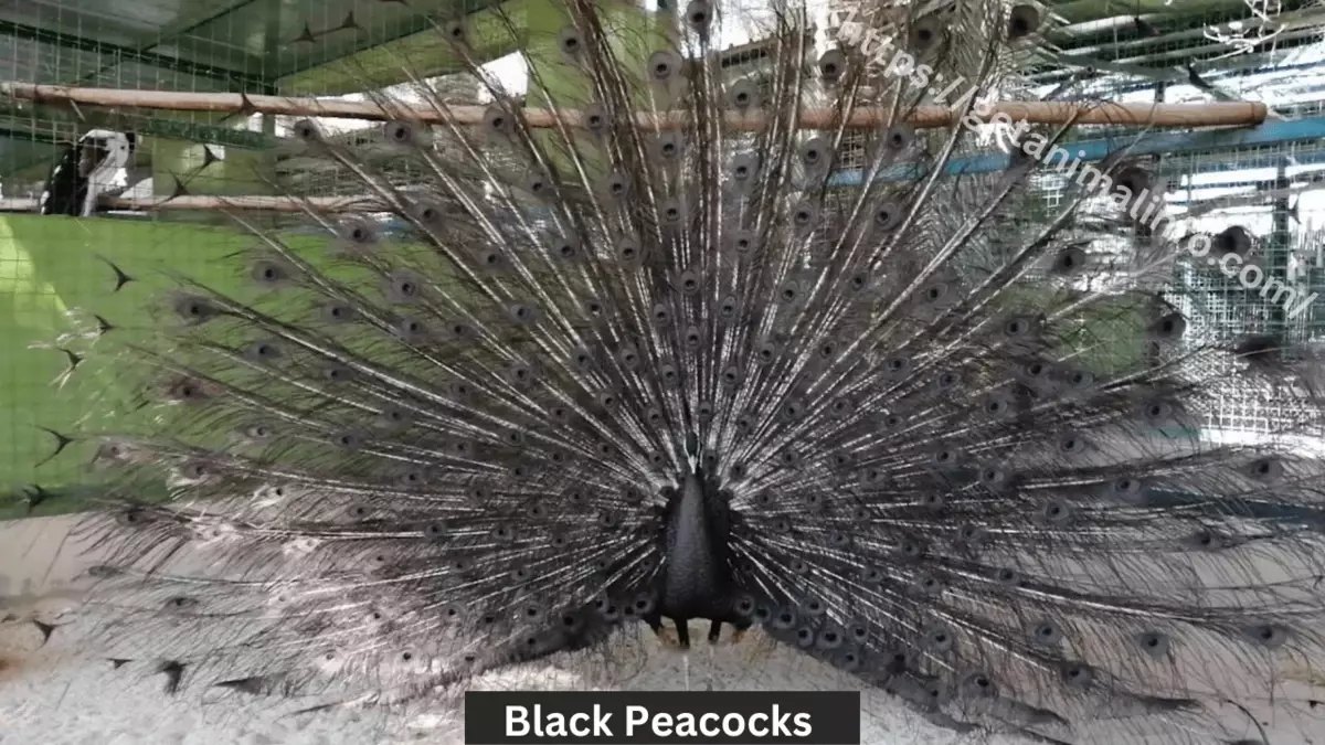 Black Peacocks