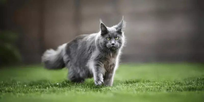 Blue Maine Coons