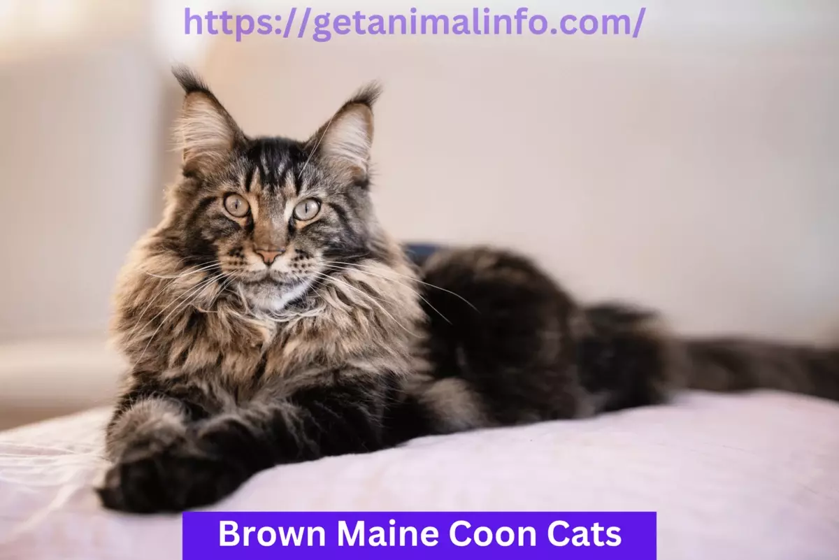 Brown Maine Coon Cats