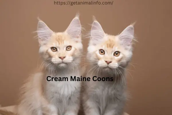 Discover the Charm of Cream Maine Coons: Expert Advice on Health and Grooming