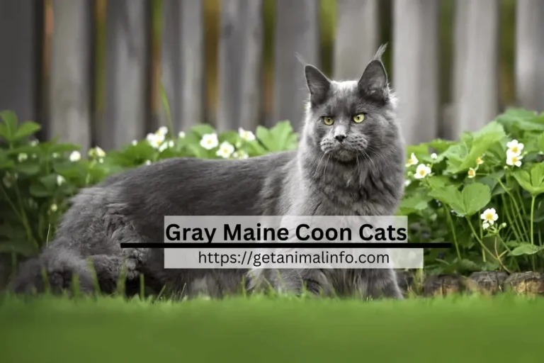 Why Gray Maine Coon Cats Make the Perfect Pets