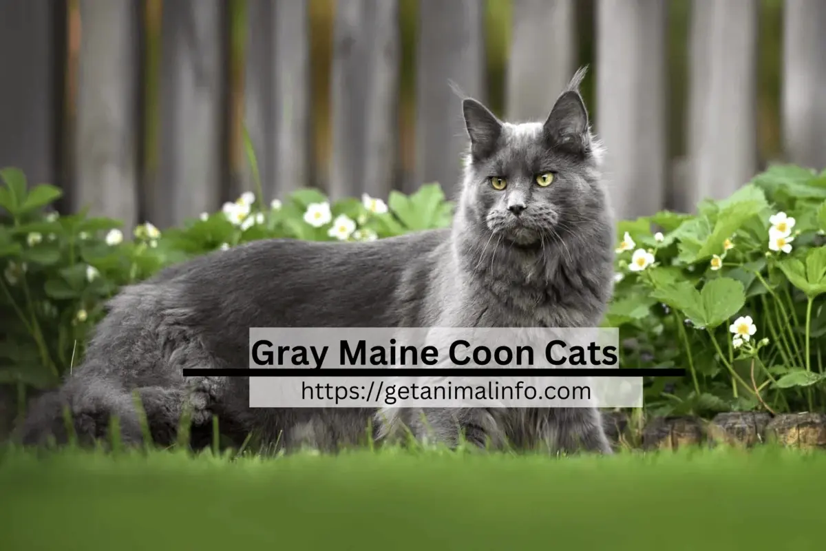 Gray Maine Coon Cats