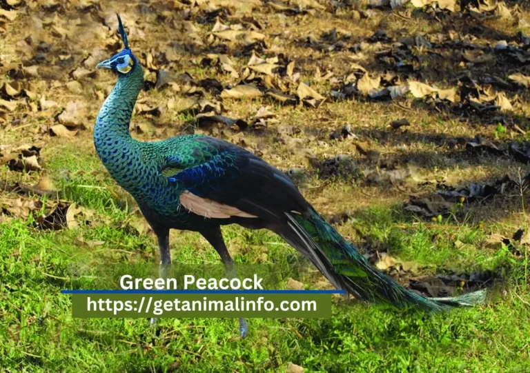 Green Peacock-Facts, Habitat & Symbolization