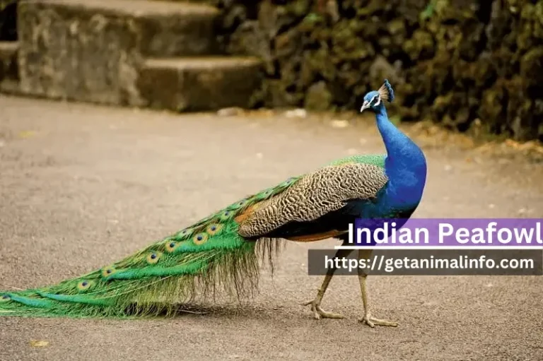 Indian Peafowl (Pavo Cristatus)-Origin, Taxonomy, Habitat