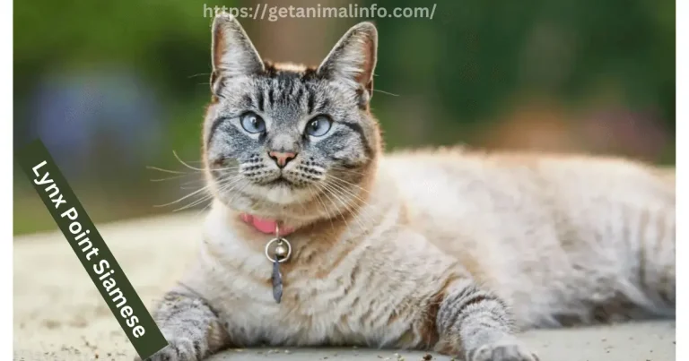 Discover the Joyful and Friendly Lynx Point Siamese: A Perfect Family Pet
