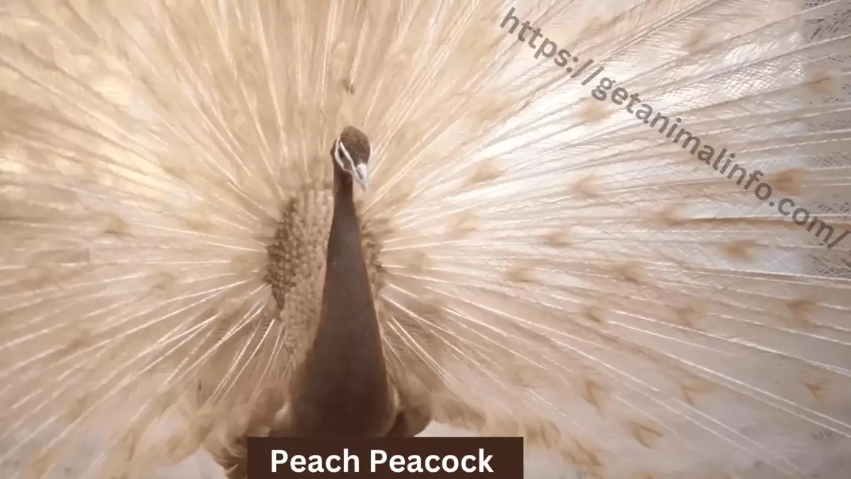 Peach Peacock