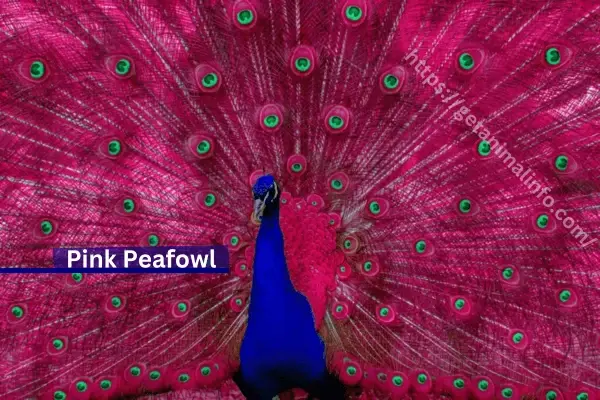 Pink Peafowl Peacock, myth or reality