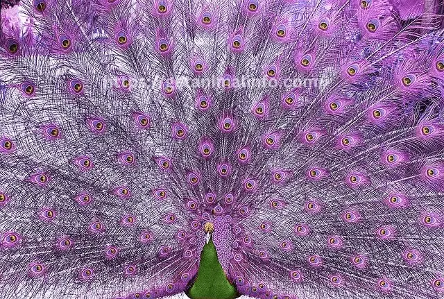 Purple Peacocks-Facts, habitat and Conservation