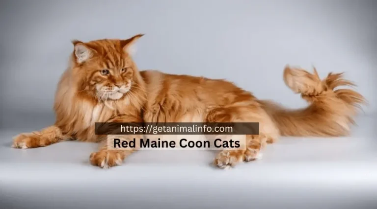 Ultimate Guide to Red Maine Coon Cats: Care, Personality, and Tips for a Happy Pet