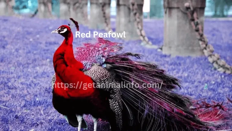 Red Peafowls, Reality or Fantasy