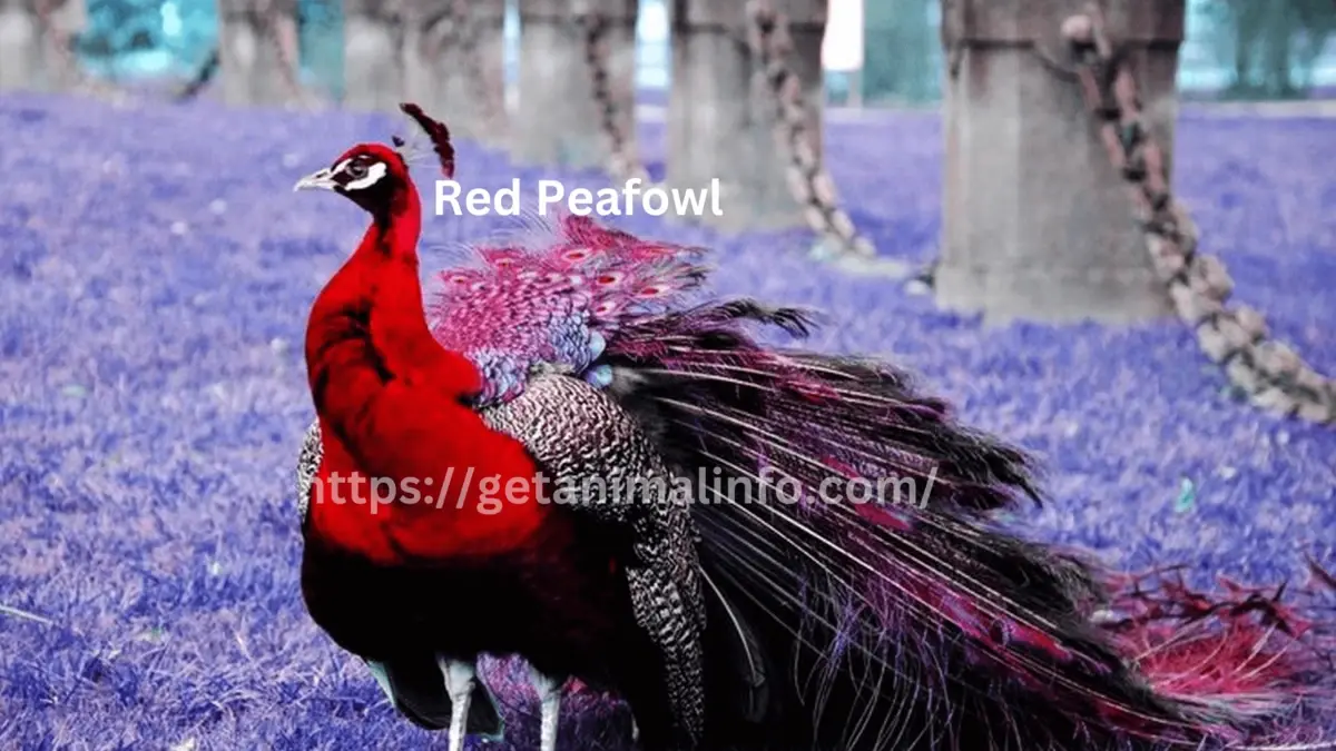 Red Peafowl