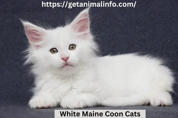 Complete Guide to White Maine Coon Cats: Characteristics, Care, and Why They Make Perfect Pets