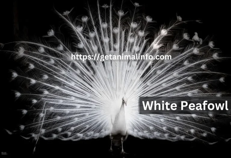 White Peafowls-Origin, Taxonomy, Habitat & Diet