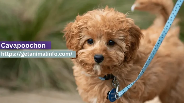 The Story of the Cute Cavapoochon Dog: A Guide for Dog Lovers