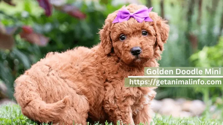 Discovering the Charm of Golden Doodle Mini: Cuteness, Intelligence, and More