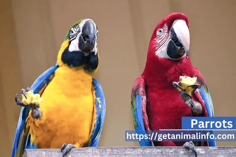 Parrots-Naming, Taxonomy, Diet, Habitat, and Facts 