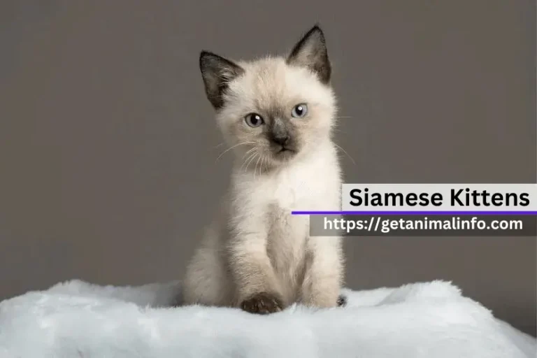 Meet Your New Best Friend: Siamese Kittens Explained