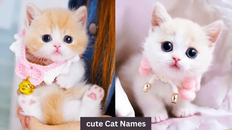 Males and Females most and popular cute Cat Names